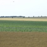 Agriculture_France_Provins-Champs de blé