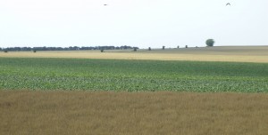 Agriculture_France_Provins-Champs de blé