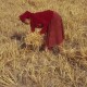 Femme récoltant du blé à la main en Tunisie