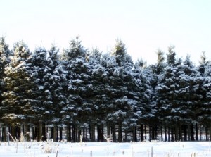 Forêt d'hiver