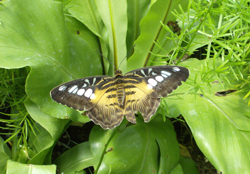 Papillon-Biodiversité