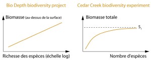 Résultats expériences de Cedar Creek et Bio Depth