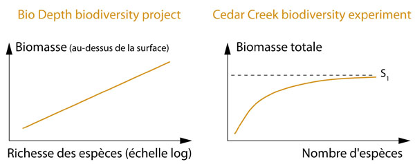 Résultats expériences de Cedar Creek et Bio Depth