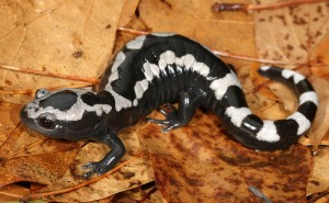 salamandre Ambystoma opacum