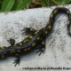 Salamandre maculée