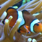 L’acidification des océans menace les populations de poissons Poisson clown Amphiprion percula