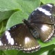 Papillon Athymia perius