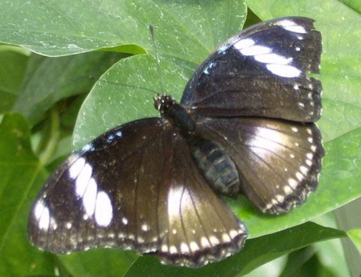 Papillon Athymia perius