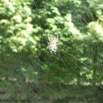 Nature et technologie créent des matériaux très différents Araignée et sa toile