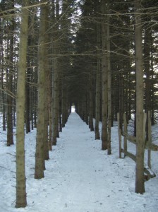 Allée d'arbres