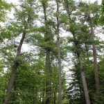 La fertilisation des forêts par le CO2 : un bénéfice ? Grand arbre - Montebello